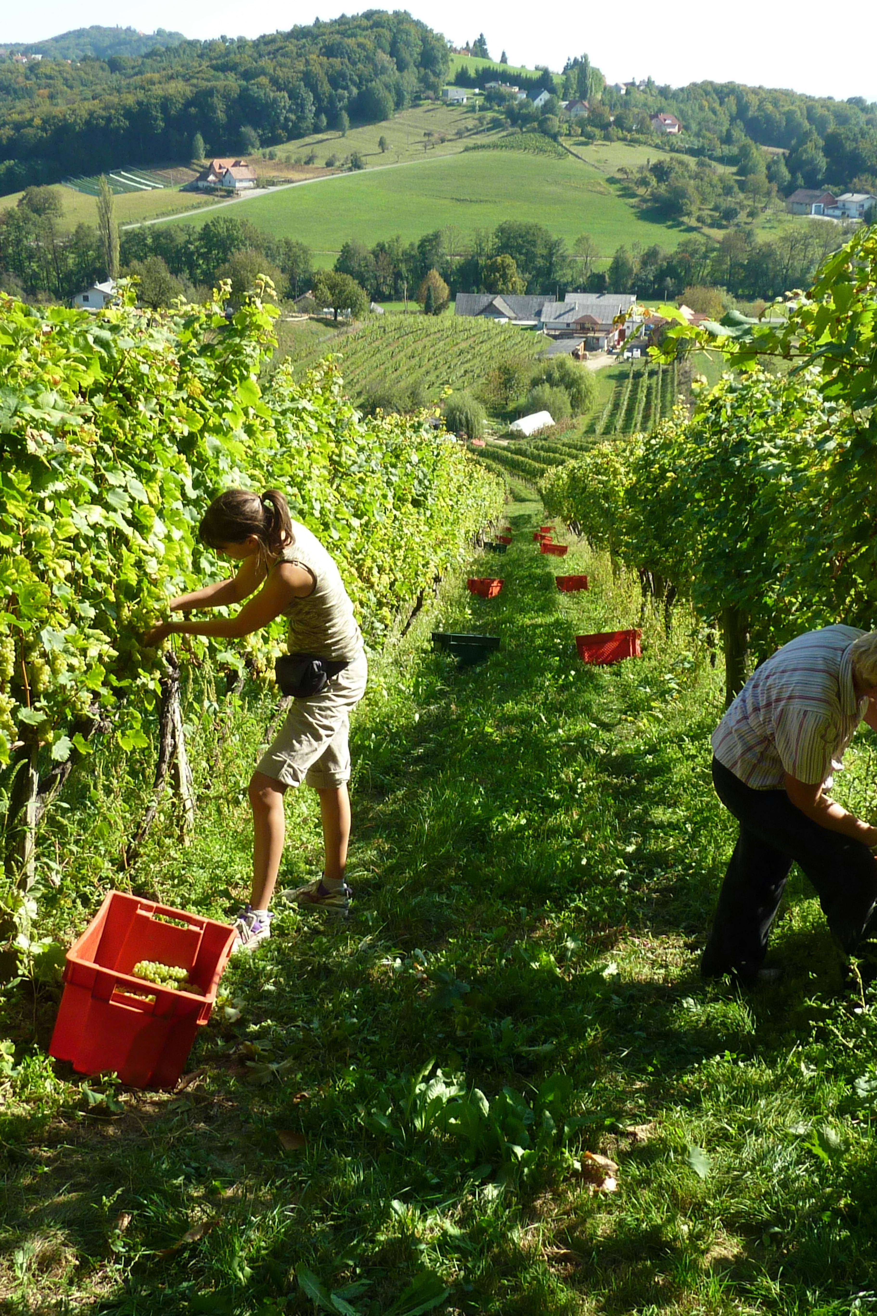 slovenske gorice